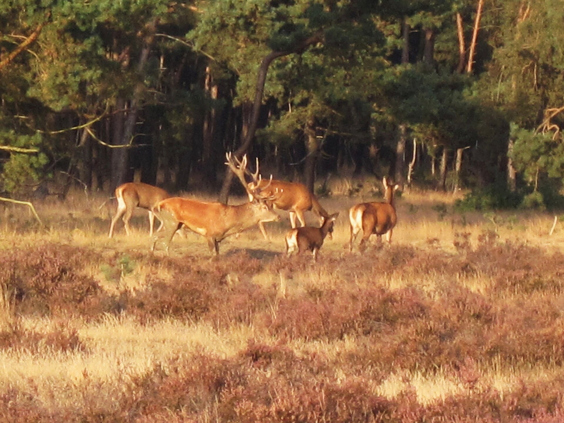 Edelhert op de Veluwe
