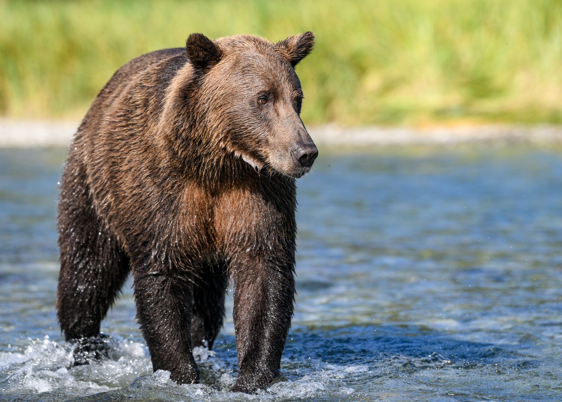 Coastal brown bear wading through a river in Alaska's Katmai National Park