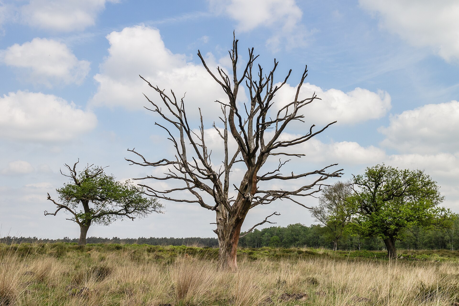 Heide in het Deelerwoud