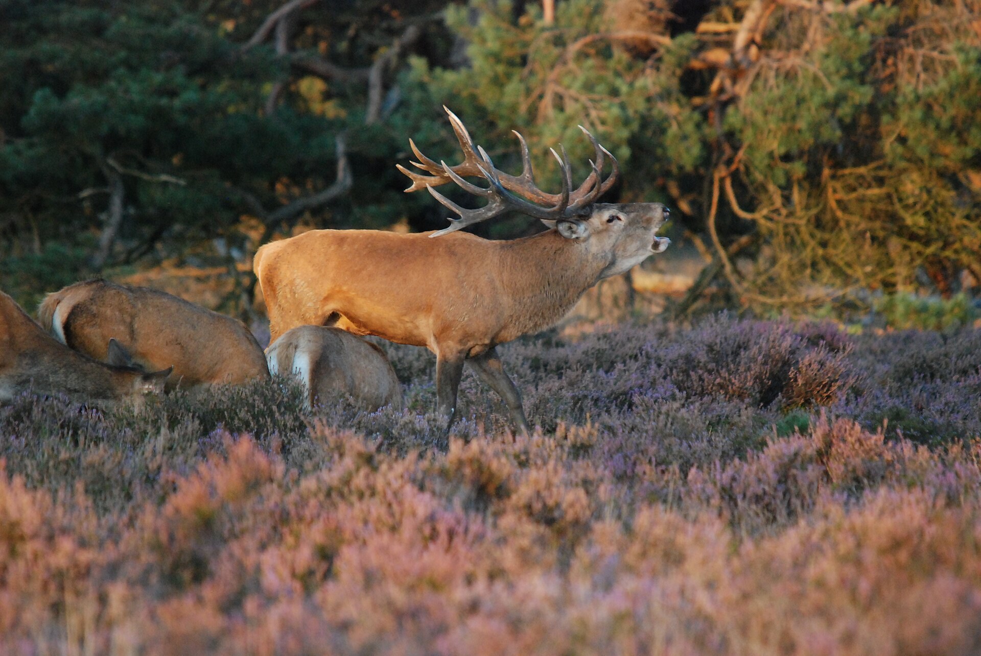 Burlend edelhert op De Hoge Veluwe