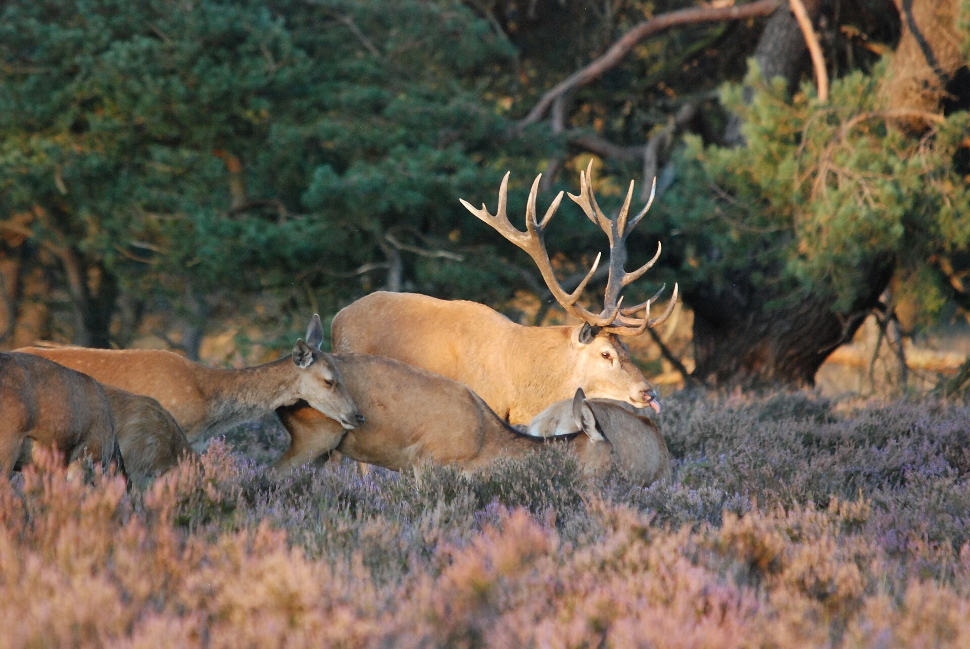 Edelhert met hinden tijdens de bronst