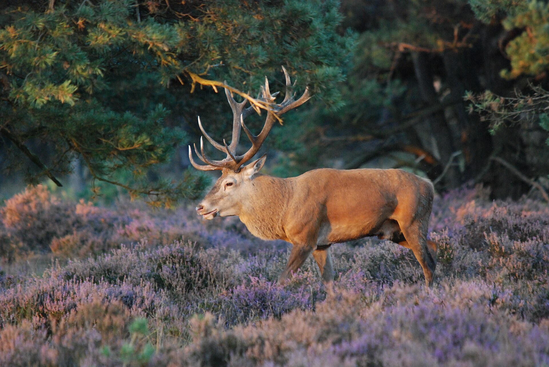 Edelhert in de heide bij avondzon